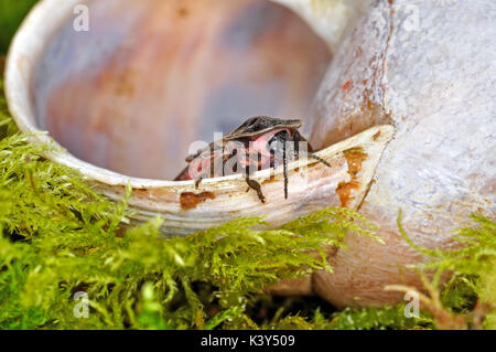 Glow Worm (Lampyris Noctiluca) ruht auf einem Schneckenhaus Stockfoto