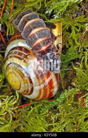 Glow Worm (Lampyris Noctiluca) ruht auf einem Schneckenhaus Stockfoto