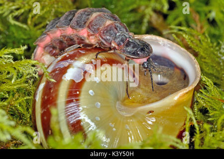 Glow Worm (Lampyris Noctiluca) ruht auf einem Schneckenhaus Stockfoto