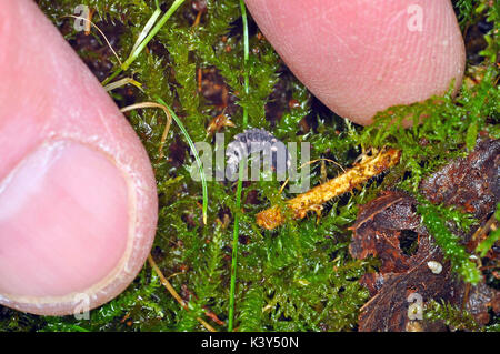 Glow Worm (Lampyris Noctiluca) Baby Larven in Moos gefunden Stockfoto