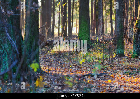 Herbst Landschaft. Bunte Blätter an den Zweigen in den Wald. Stockfoto