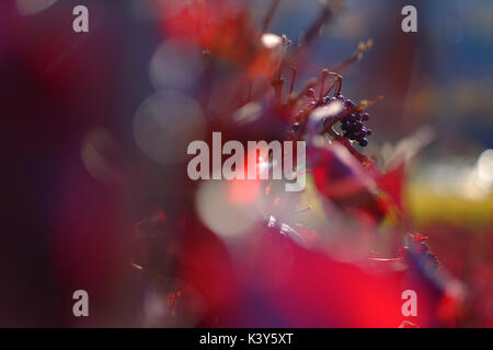 Pinot Noir Trauben im späten Herbst Sonnenlicht auf einen Weinberg in der Nähe von Hohentengen am Hochrhein, Baden-Württemberg, Deutschland Stockfoto
