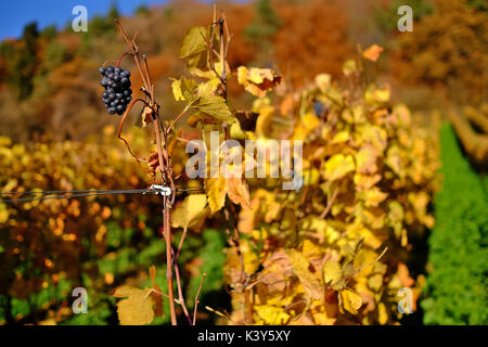 Pinot Noir Trauben im späten Herbst Sonnenlicht auf einen Weinberg in der Nähe von Hohentengen am Hochrhein, Baden-Württemberg, Deutschland Stockfoto
