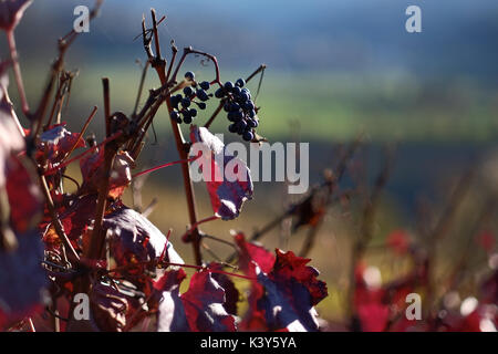Pinot Noir Trauben im späten Herbst Sonnenlicht auf einen Weinberg in der Nähe von Hohentengen am Hochrhein, Baden-Württemberg, Deutschland Stockfoto