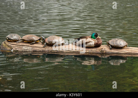 Western malte Schildkröten und Stockente Drake in GoodAcre See - Victoria, Britisch-Kolumbien, Kanada anmelden, sich auszuruhen. Stockfoto