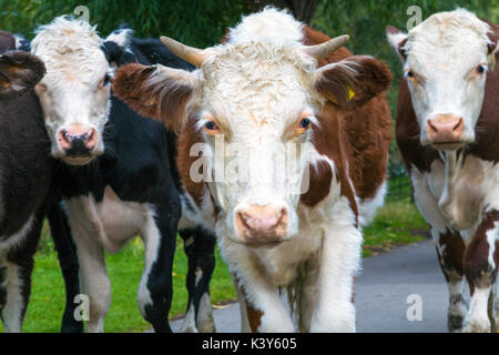 Eine Nahaufnahme einer Kuhherde in Kamera, Cambridge, UK Stockfoto