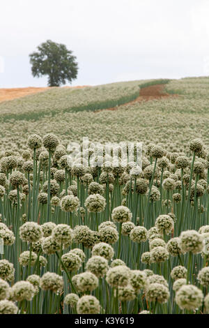 Ernte von Zwiebeln wachsen in einem Feld Stockfoto