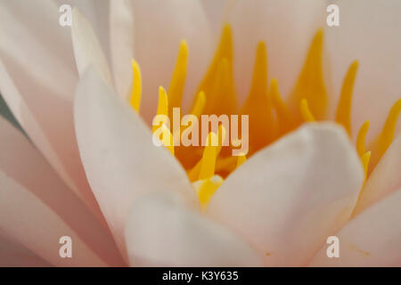 Seerosen am Wasser Garten, Park, Museum von latour-marliac in Le Temple-sur-Lot Frankreich Stockfoto