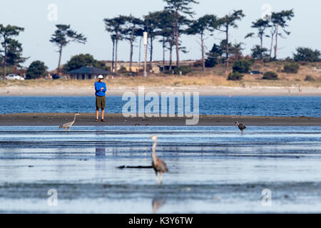 Vogelbeobachtung Fort Nordworden State Park Beach, Port Townsend mit großen blauen Reiher. Stockfoto