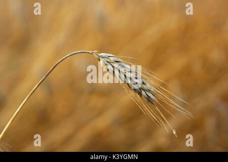 Eine einzige Ohr der Reifezeit Gerste in einem Feld in Nordirland Stockfoto