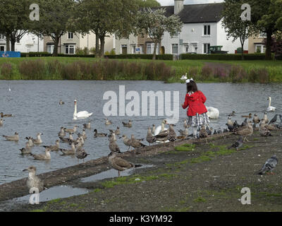 Kleines Mädchen in eine rote Jacke Füttern der Vögel in Knightswood park Glasgow Pond, Schwäne, Möwen Stockfoto