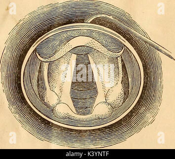 "Eine Abhandlung über Physiologie und Hygiene für Bildungseinrichtungen und allgemeine Leser.." (1887) Stockfoto