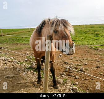 Islandpferd [Equus ferus caballus]. Island. Stockfoto