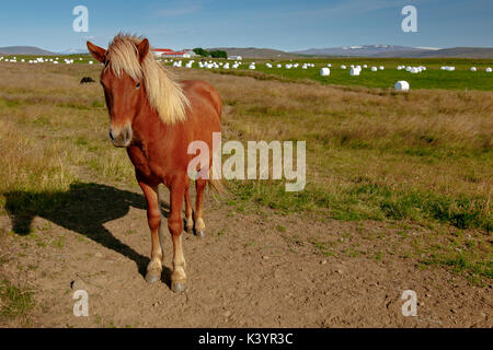 Islandpferd [Equus ferus caballus]. Island. Stockfoto