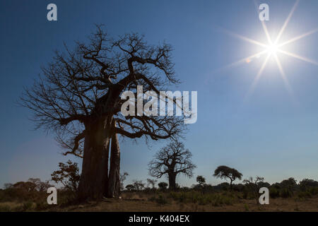 Silhouette der Affenbrotbaum (Adansonia digitata) gegen die Skyline und die mittagssonne gesehen Stockfoto