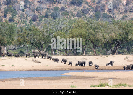 Große Herde Elefanten (Loxodonta africana), die aus einem riparian Feidherbia albida Woodland zu trinken und baden in der Runde River Stockfoto