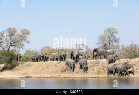 Herde der Afrikanischen Elefanten (Loxodonta africana) entlang eine Staumauer an einem Wasserloch Stockfoto