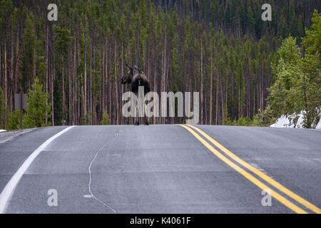 In der Nähe der Grand Lake Entrance zum Rocky Mountain National Park. Im frühen Frühjahr, der Park sieht sehr wenig Verkehr. Stockfoto