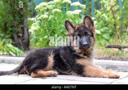 Close Up Portrait von Deutscher Schäferhund Welpen. Süße Flauschige kleines Haustier im Garten Stockfoto