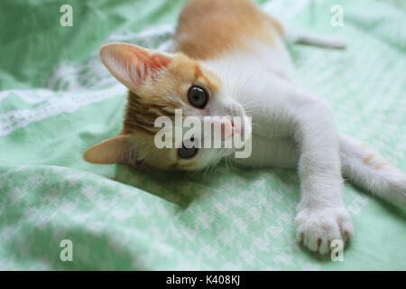 Kleine Katze Aufwachen Stockfoto