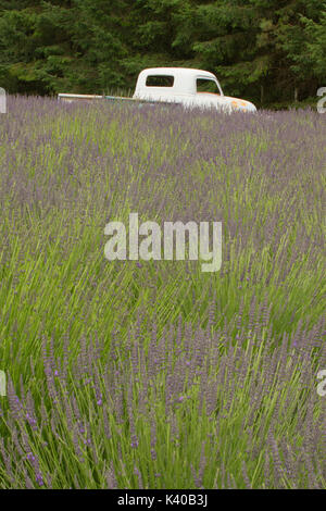 Lavendel mit alten Lkw, Wayward Wind Lavendel, Yamhill County, Oregon Stockfoto