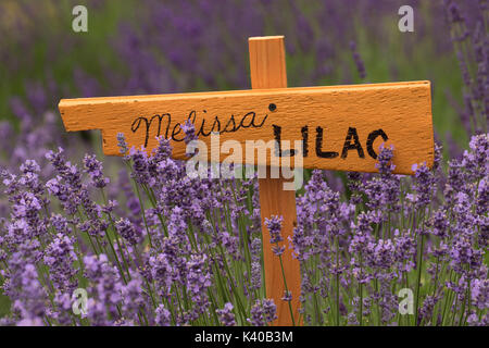 Melissa Lila Lavendel, Wayward Wind Lavendel, Yamhill County, Oregon Stockfoto