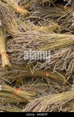 Lavendel, Wayward Wind Lavendel, Yamhill County, Oregon Stockfoto