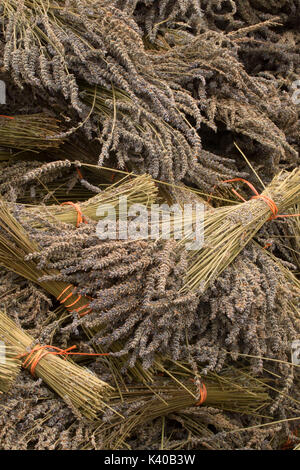 Lavendel, Wayward Wind Lavendel, Yamhill County, Oregon Stockfoto