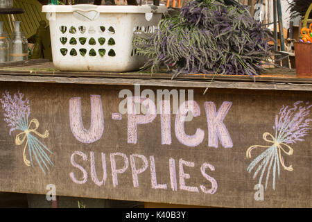 U-Pick, Wayward Wind Lavendel, Yamhill County, Oregon Stockfoto