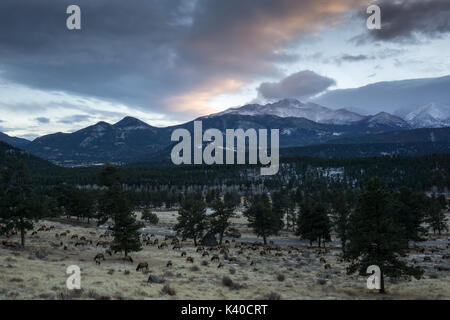 In der Nähe von Beaver Creek, mit Longs Peak im Hintergrund, eine Herde von Elk Weiden entlang der Trail Ridge Road. Stockfoto