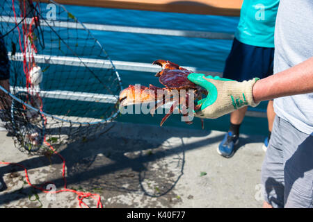 Red Rock Crab hielt in der Hand in der Nähe von Crab Pot auf Fishing Pier, Edmonds, Washington Stockfoto