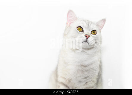 Schöne Katze mit grau-weißes Haar. Stockfoto