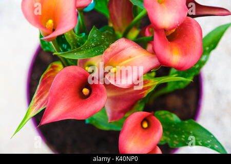 Rote Calla Lilien Blumen auf einem Blumentopf. Stockfoto