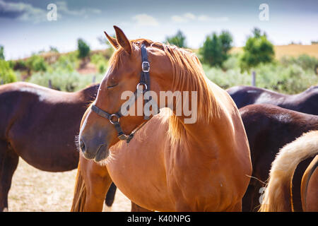 Pferde auf einem Bauernhof. Dicastillo. Tierra Estella, Navarra. Spanien, Europa. Stockfoto