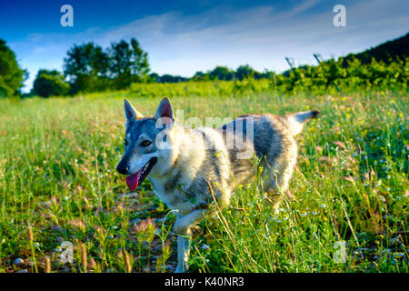 Tschechoslowakische Wolfshund auf dem Feld. Bosa, Navarra, Spanien. Stockfoto