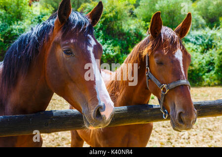 Pferde auf einem Bauernhof. Dicastillo. Estella Comarca, Navarra. Spanien, Europa. Stockfoto