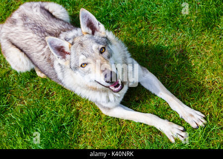 Tschechoslowakischen Wolfshundes auf einen Garten. Stockfoto