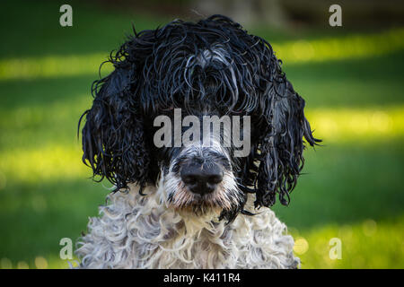 Portugiesischer Wasserhund Stockfoto