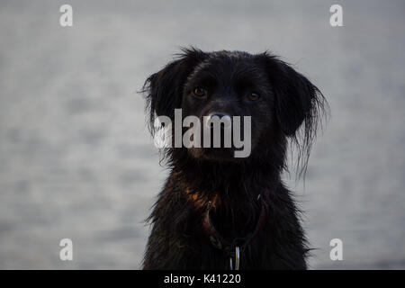 Eine gemischte Rasse schwarzer Hund starrt auf die Kamera vor einem See. Stockfoto