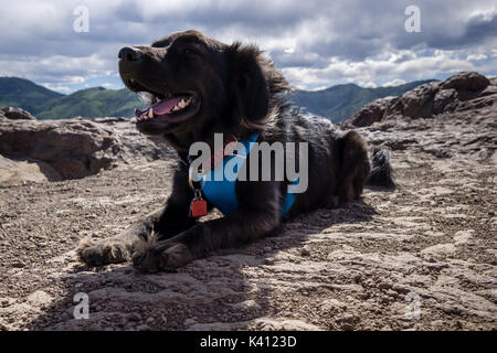 Eine gemischte Rasse schwarzer Hund auf eine Wanderung im Golden, Colorado Stockfoto