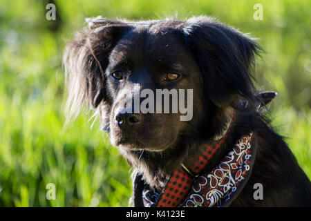 Black Dog starrt auf etwas in der Ferne, während draußen auf einem Spaziergang. Stockfoto