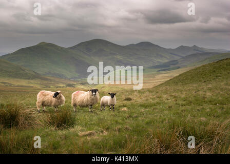 Blick von allermuir Hügel von Zwei schottische Schwarz konfrontiert Schaf- und Lammfleisch in den Pentland Hills Regional Park, Edinburgh, Schottland, Großbritannien Stockfoto