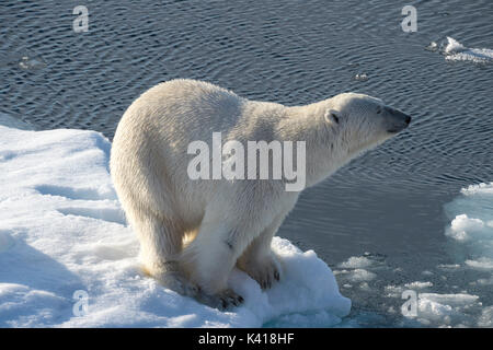 Polar bear Walking auf dem Eis in der arktischen Landschaft schnüffeln herum. Stockfoto