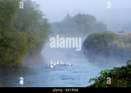 River Tame, am frühen Morgen mit Nebel, Kingsbury, Warwickshire, England, Großbritannien Stockfoto