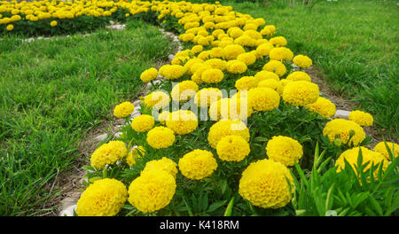 In der Nähe des gelben Ringelblumen vor dem Hintergrund des grünen Grases Stockfoto