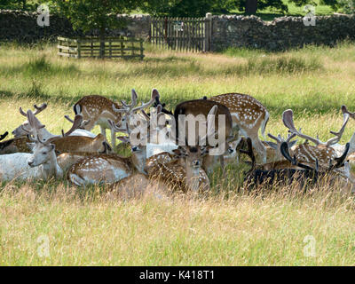 Herde junger Damwild Böcke (Dama Dama) Liegen im Schatten mit samt Geweih, Bradgate Park, Leicestershire, England, Großbritannien Stockfoto