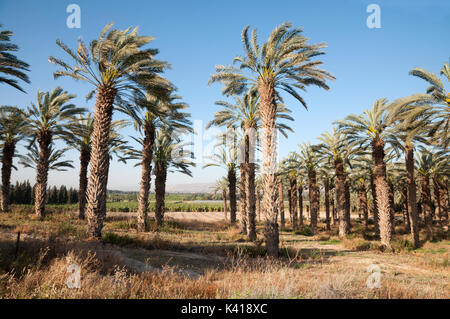 Palmen im Jordan Tal Stockfoto