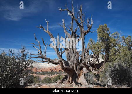 Wacholder, Juniperus Osteosperma, Pinyon Kiefer, Salbei Pinsel und blauer Himmel im Kodachrome Basin State Park Wüste, Utah, Vereinigte Staaten von Amerika Stockfoto