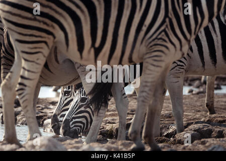 Zebras trinken aus einem Wasserloch im Etosha Nationalpark in Namibia Stockfoto