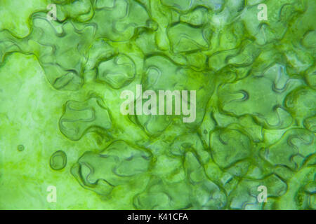 Kopfsalat Zellen unter dem Mikroskop, Vergrößerung x 400 Stockfoto